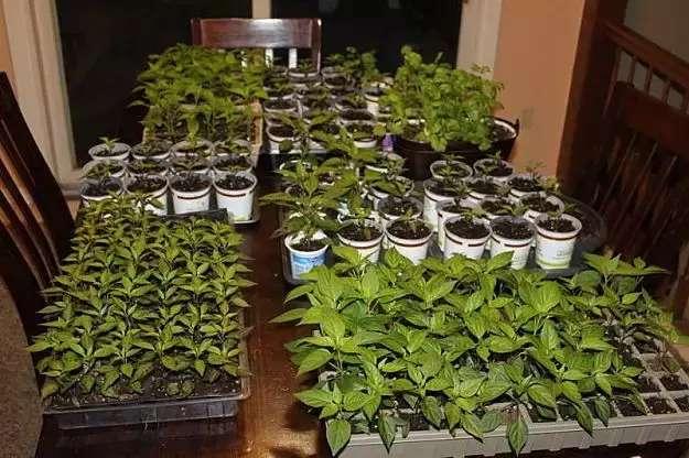 新手養花最容易犯的5個錯誤，剛買的月季栽種注意6個問題