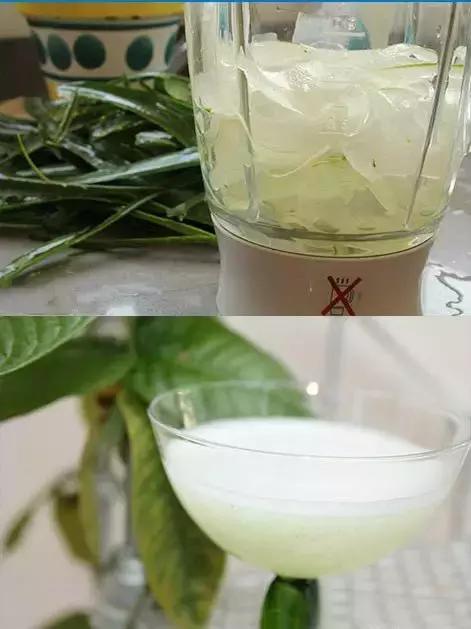 蘆薈它全身上下都是寶，可惜知道的汕尾人太少了！