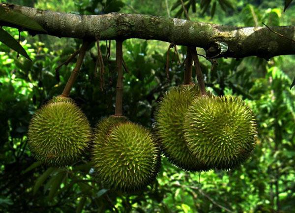 重要提示：痔瘡、腎病、糖尿病患者要少食這5種水果以免病情加重