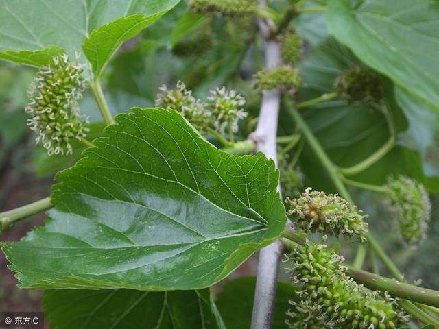 桑葉泡水會有說明好處？這4個好處顯而易見，預防感冒、穩血壓！