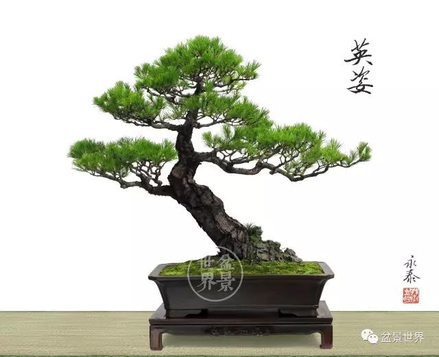 一景方成已十秋 ~~~