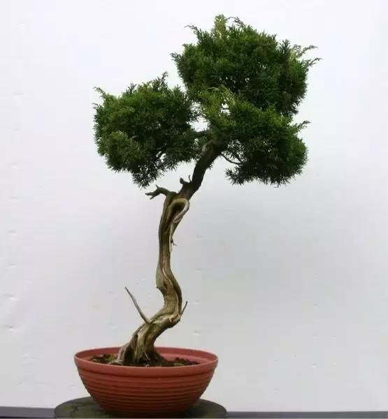 盆景也會乾坤大挪移，值得學習