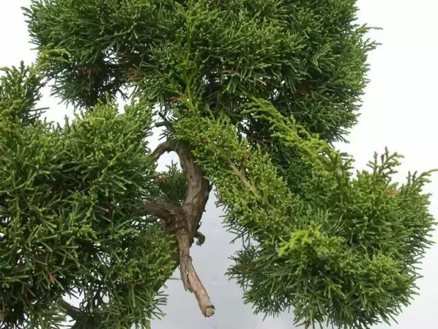 盆景也會乾坤大挪移，值得學習