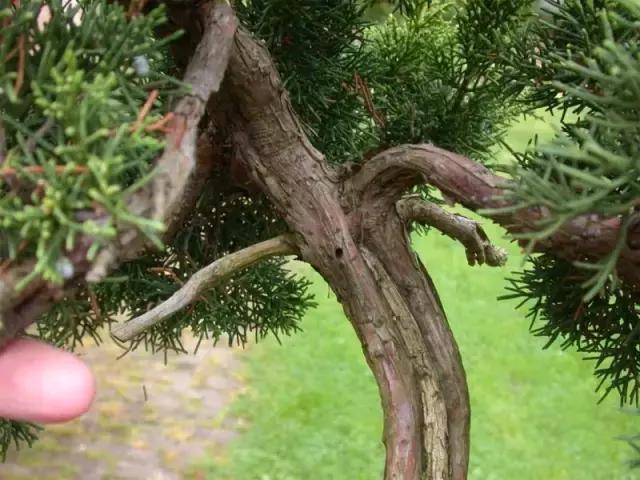 盆景也會乾坤大挪移，值得學習
