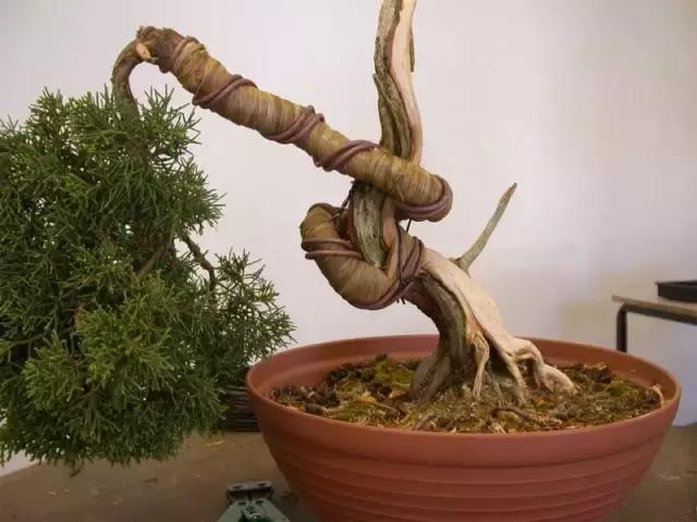盆景也會乾坤大挪移，值得學習