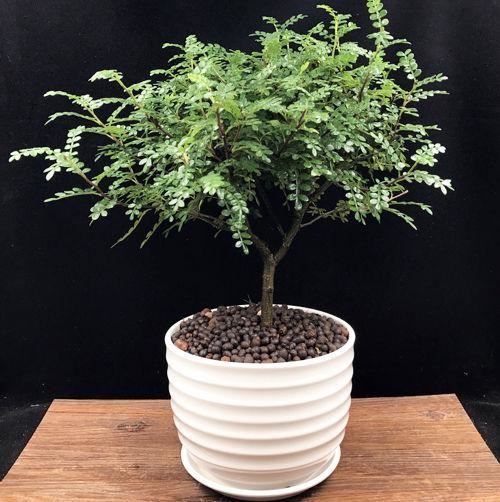 擺放一盆它在家裡，蚊子蟑螂都不敢進家門口，而且觀賞性也極強 