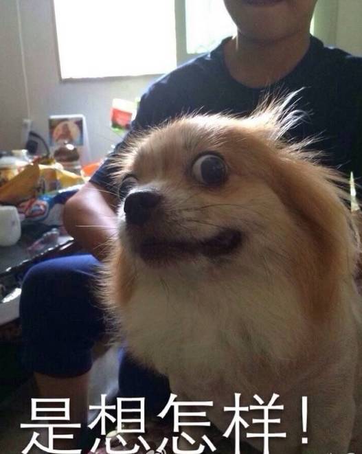 原來真的有心機狗！研究表明，狗狗賣萌很可能是「裝的」... 