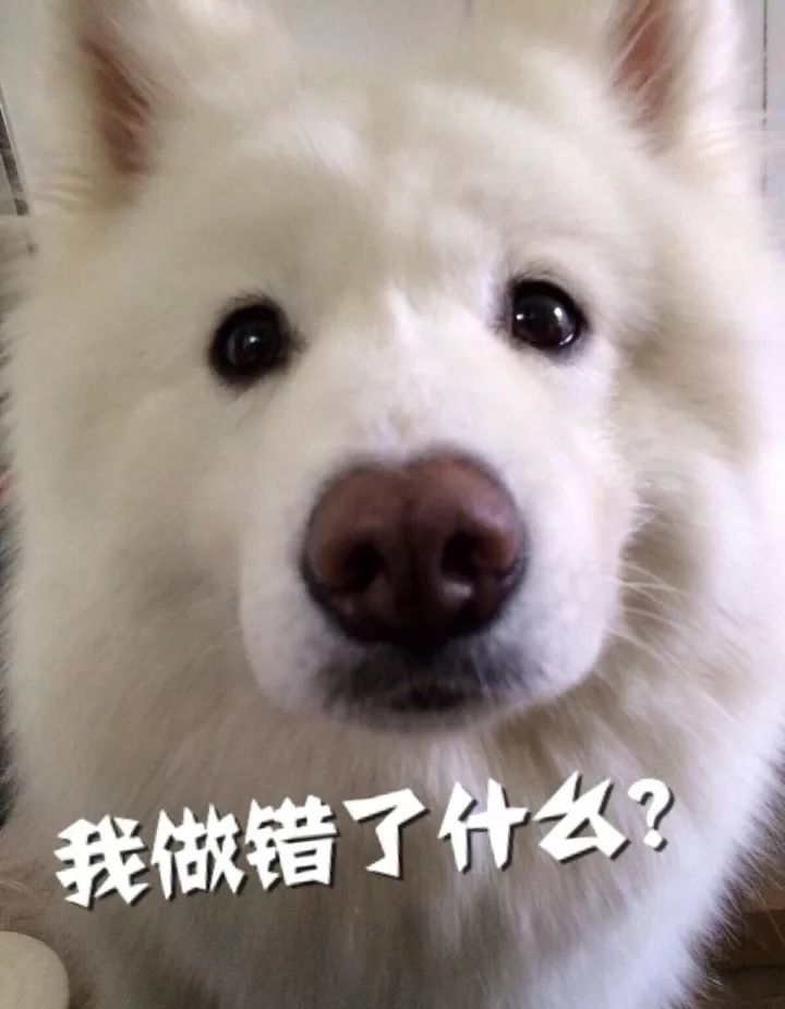 原來真的有心機狗！研究表明，狗狗賣萌很可能是「裝的」... 