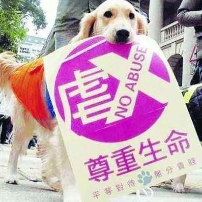 一位外國朋友的問題讓我啞口無言：這裡為什麼有人虐待狗狗，不會被判刑嗎？ 