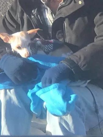 主人將狗狗從車窗拋出，流浪漢用毛毯裹在牠身上：「我懂沒家的滋味…」 