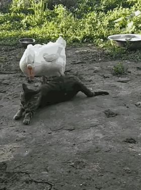 貓在後院發出慘叫聲，主人趕緊跑過去後哭笑不得：你連它都敢惹？ 