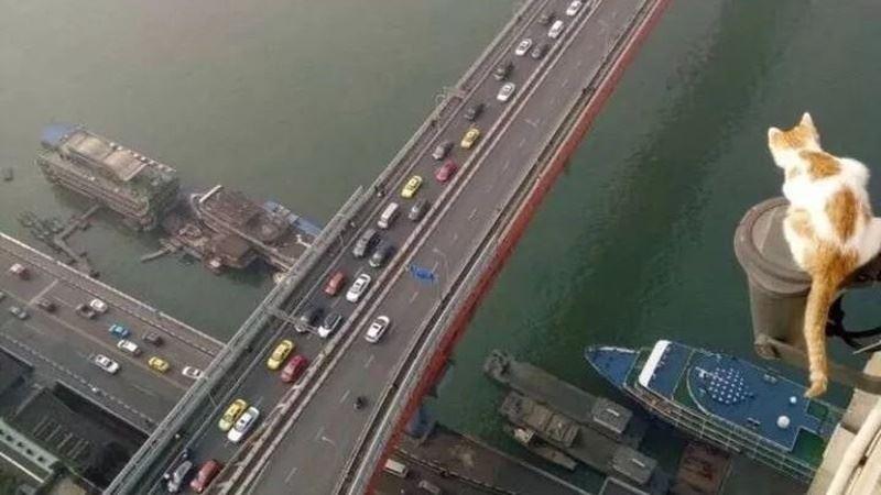 貓在後院發出慘叫聲，主人趕緊跑過去後哭笑不得：你連它都敢惹？ 