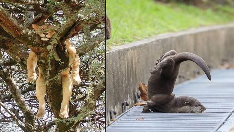 貓在後院發出慘叫聲，主人趕緊跑過去後哭笑不得：你連它都敢惹？ 