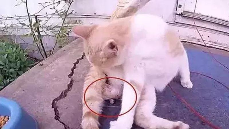 貓在後院發出慘叫聲，主人趕緊跑過去後哭笑不得：你連它都敢惹？ 