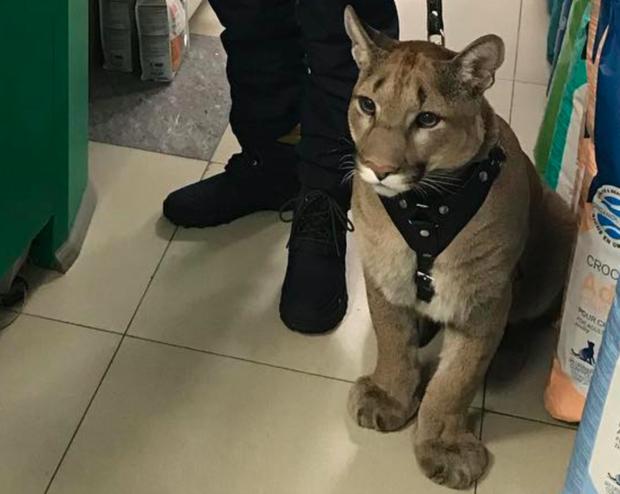 寵物店來了「美洲獅」客人！現場的人都驚訝牠比貓狗乖100倍，試穿衣服萌翻全場 