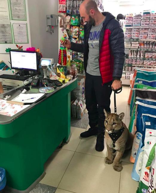 寵物店來了「美洲獅」客人！現場的人都驚訝牠比貓狗乖100倍，試穿衣服萌翻全場 
