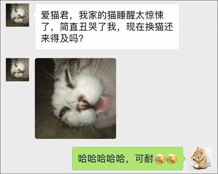 「我家的貓睡相太醜，醜到想哭！」 