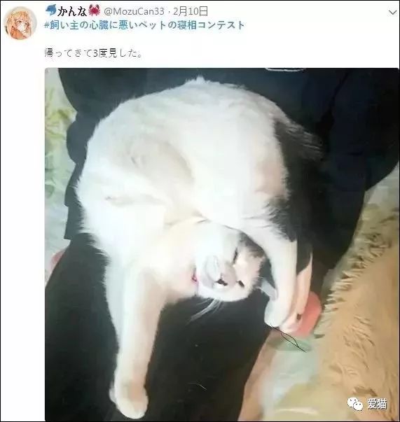「我家的貓睡相太醜，醜到想哭！」 