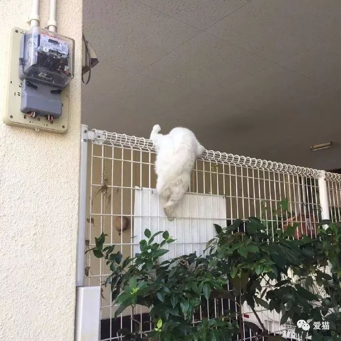 「我家的貓睡相太醜，醜到想哭！」 
