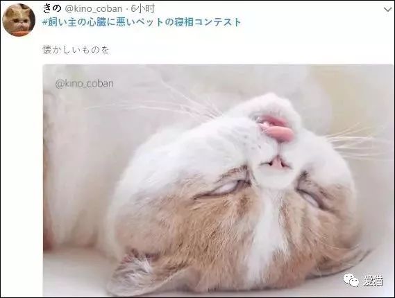 「我家的貓睡相太醜，醜到想哭！」 