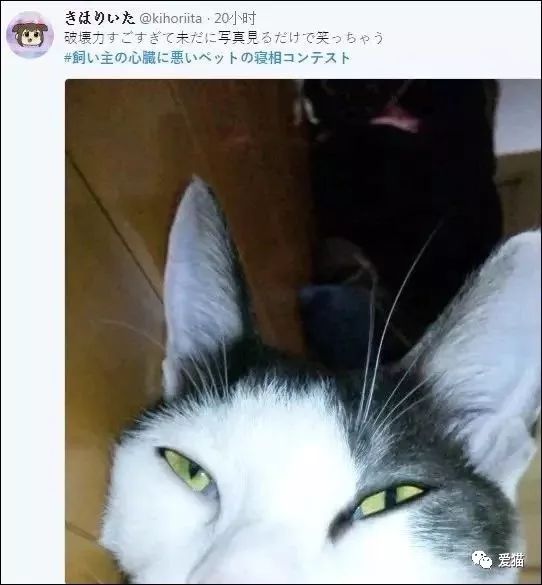「我家的貓睡相太醜，醜到想哭！」 