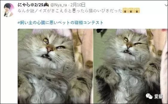 「我家的貓睡相太醜，醜到想哭！」 