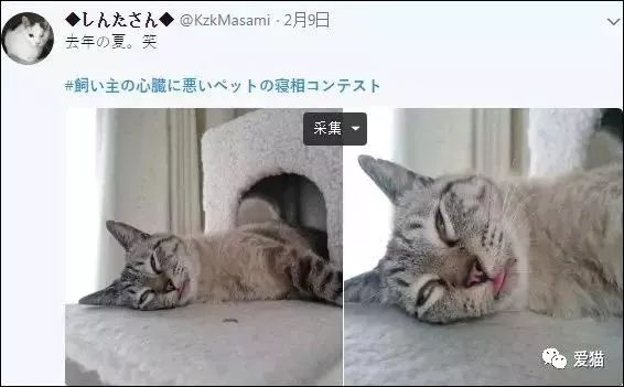 「我家的貓睡相太醜，醜到想哭！」 