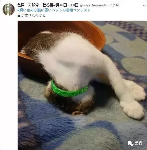 「我家的貓睡相太醜，醜到想哭！」 