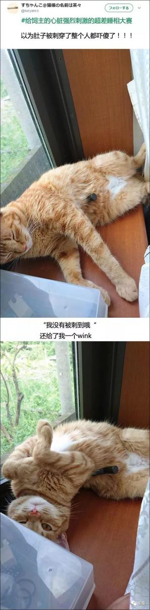 「我家的貓睡相太醜，醜到想哭！」 