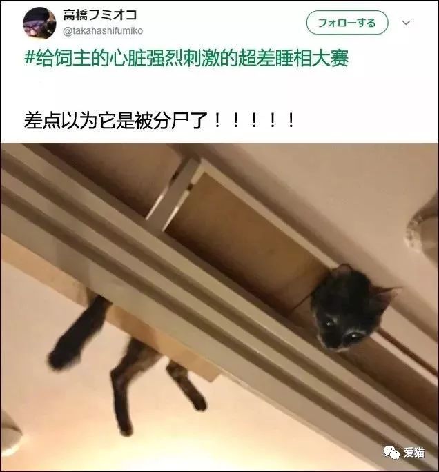 「我家的貓睡相太醜，醜到想哭！」 