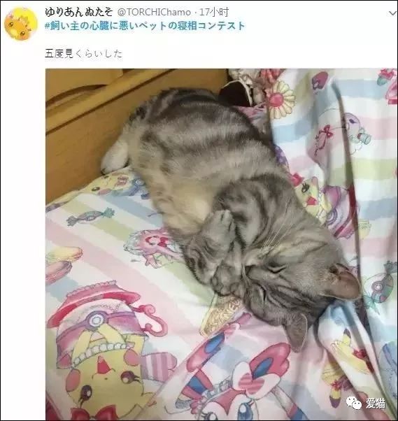 「我家的貓睡相太醜，醜到想哭！」 