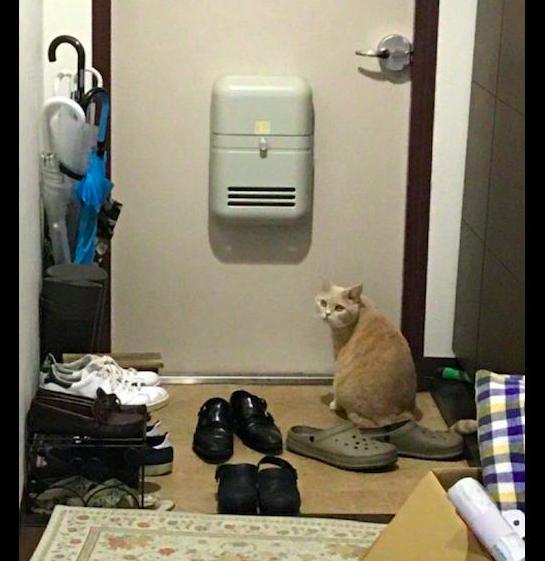 出差前「忘記和主子道別」！牠蹲門口「背影氣噗噗」一轉頭狠瞪：朕有允許你走嘛？ 