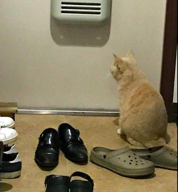 出差前「忘記和主子道別」！牠蹲門口「背影氣噗噗」一轉頭狠瞪：朕有允許你走嘛？ 