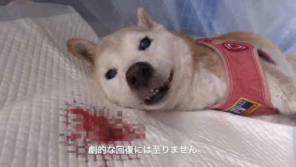 馬麻不要哭哭～15歲老柴離去前「用力露齒燦笑」！媽媽忍淚摸頭告別：差5天就是牠生日... 