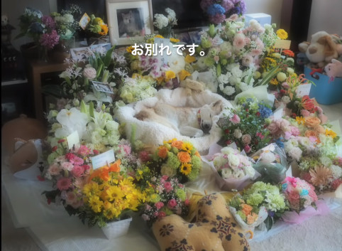 馬麻不要哭哭～15歲老柴離去前「用力露齒燦笑」！媽媽忍淚摸頭告別：差5天就是牠生日... 