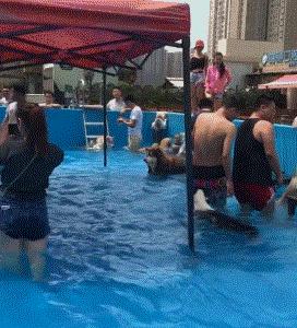 小區新開了一家游泳館，可進了幾隻哈士奇後，發現場面一度失控