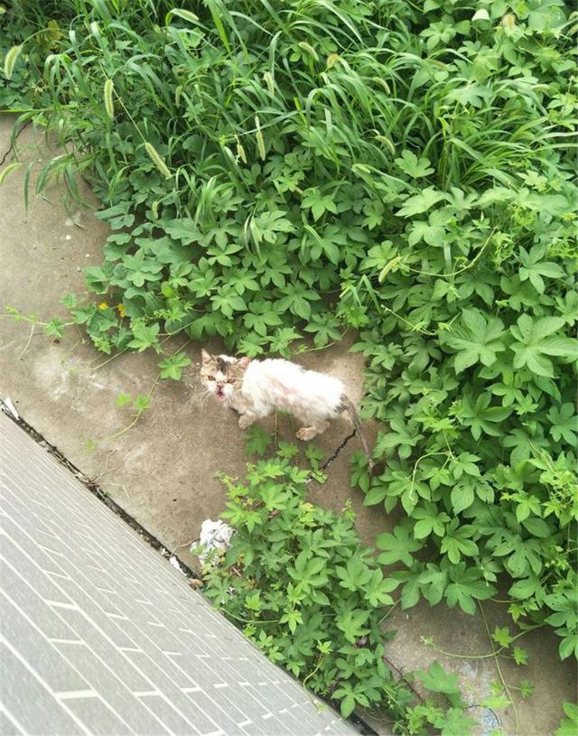 草叢裡撿了個小怪物，努力養好病一看，好美的加菲貓啊