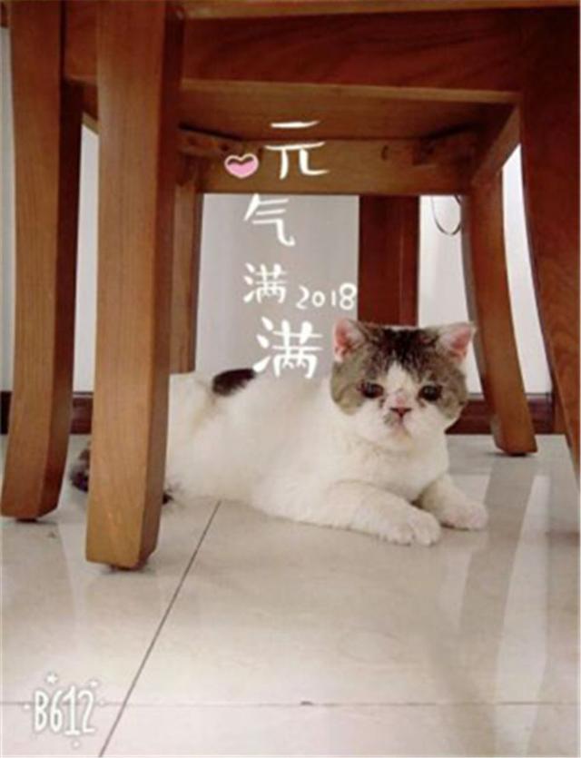 草叢裡撿了個小怪物，努力養好病一看，好美的加菲貓啊