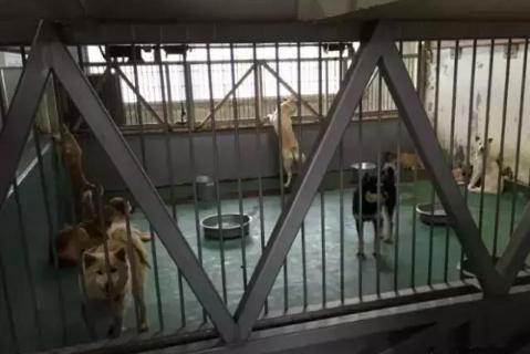 日本用冰冷的手段讓城市沒有流浪狗，德國用政策保護動物