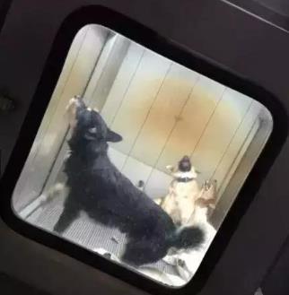 日本用冰冷的手段讓城市沒有流浪狗，德國用政策保護動物