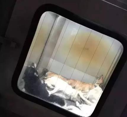 日本用冰冷的手段讓城市沒有流浪狗，德國用政策保護動物