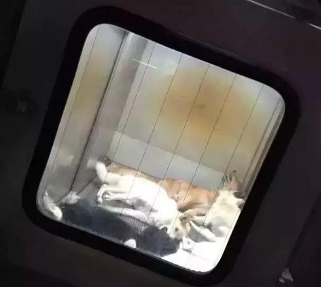 日本用冰冷的手段讓城市沒有流浪狗，德國用政策保護動物