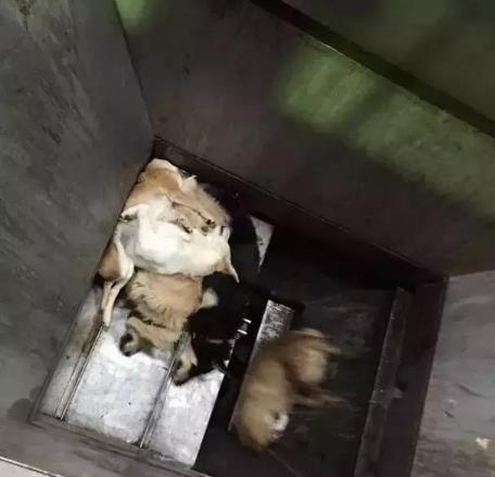 日本用冰冷的手段讓城市沒有流浪狗，德國用政策保護動物