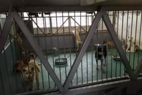 日本用冰冷的手段讓城市沒有流浪狗，德國用政策保護動物