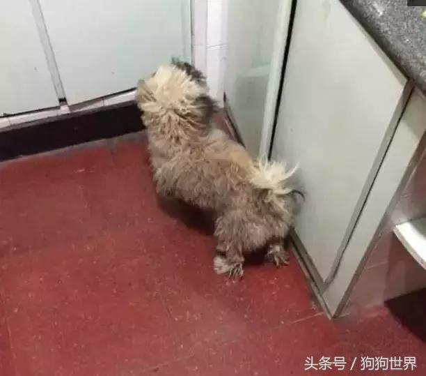 狗狗被偷走兩年後終於找到家，但打開門迎接牠的卻是這個場景，讓人心疼不已！ 