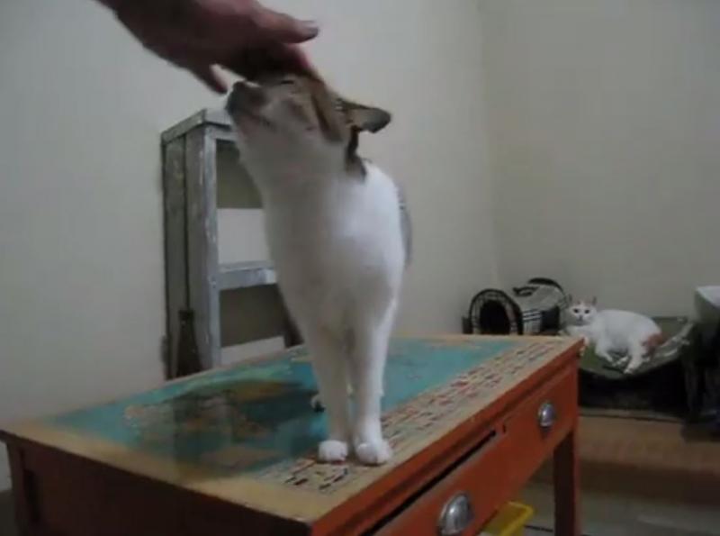 把拔催促：準備睡覺囉！喵喵居然「軟萌音回：晚安」～口音超標準網暴動：工讀生出來喔！ 