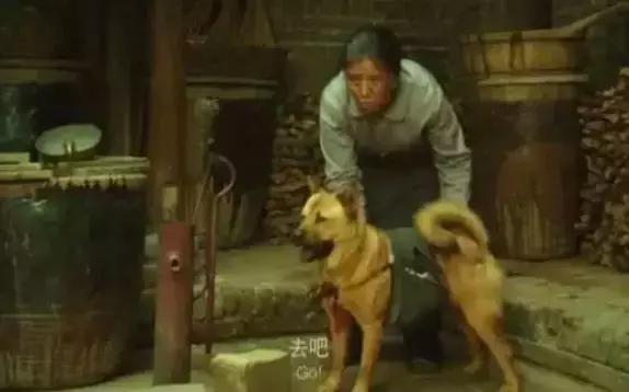 狗狗每天早上6點陪主人出攤，一份雞蛋灌餅，就能開心一整天