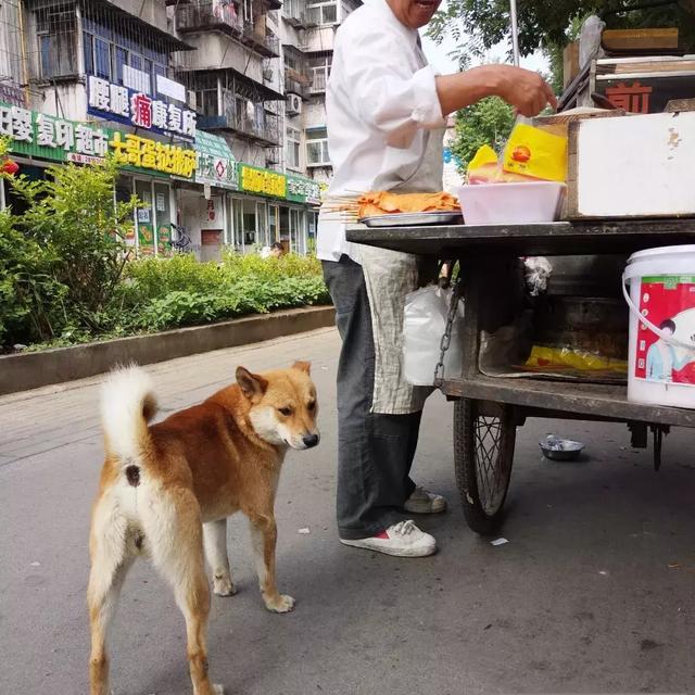 狗狗每天早上6點陪主人出攤，一份雞蛋灌餅，就能開心一整天