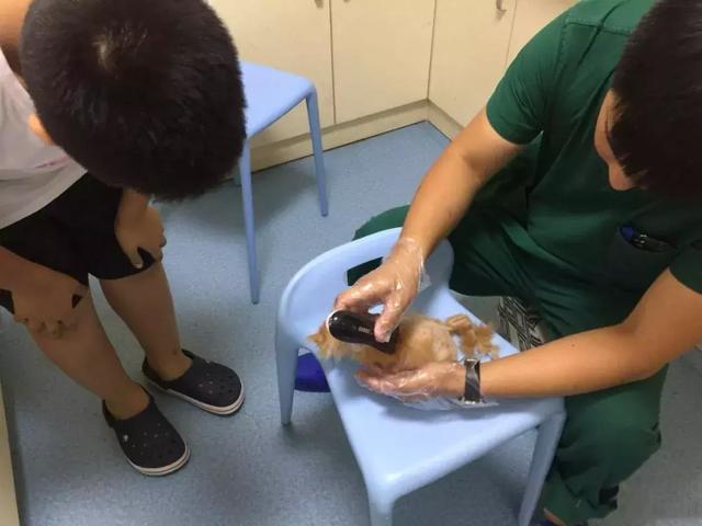小學生用自己所有的課餘時間，七年內救助了61隻貓咪