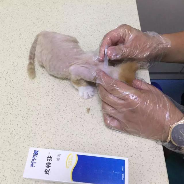 小學生用自己所有的課餘時間，七年內救助了61隻貓咪